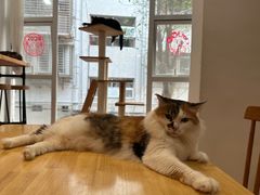 -是阿柴呀！柴犬咖啡·爱喵喵猫咖
