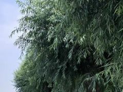 -白洋淀景区
