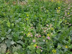 -绵阳盛世樱花悠乐谷