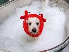 -PETKIT 小佩宠物·低压洗护·美容·寄养(安远店)