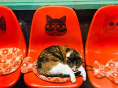 -猫咪博物馆(顶澳仔猫街店)