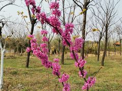 -铁道游击队纪念馆