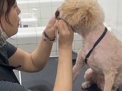 -1013 PET SHOP 宠物商店(近铁城市广场店)