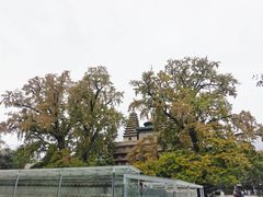 -北京石刻艺术博物馆(五塔寺)