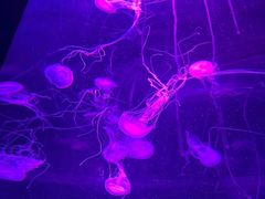 -北戴河圣蓝海洋公园