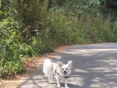 -武陵山森林公园