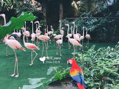 -新加坡飞禽公园