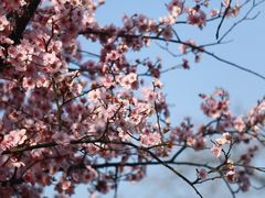 -上海辰山植物园