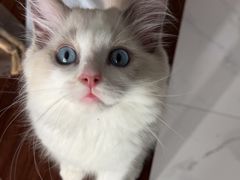 -爱妮康宠物医院·干细胞免疫细胞·肿瘤·心脏(张江店)