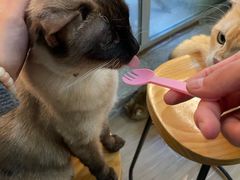 -李小姐の猫咖啡馆(五角场店)