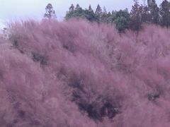 -嘉北郊野公园