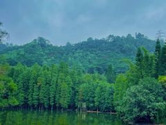 -滴水岩森林公园
