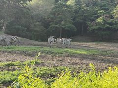 -沈阳森林动物园