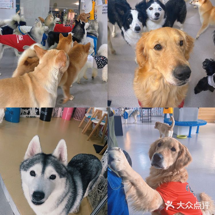 南京探店 | 大型犬狗咖🐕哈士奇金毛随便撸