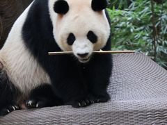 -广州长隆野生动物世界