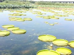 -荷塘月色湿地公园·向阳花洲