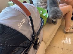 -瑞派申生动物医院·24H夜诊·国际动物医疗中心·骨外科(吴中路店)