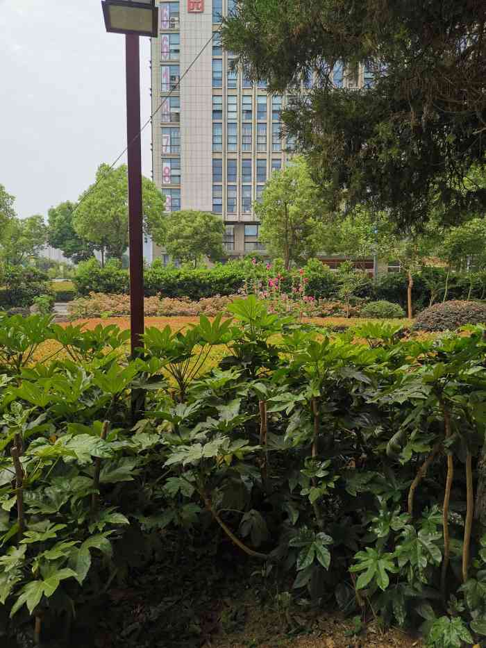 石羊公园-"石羊公园!附近最适合晚上散散步的地方,有.