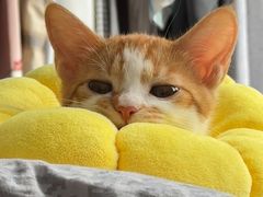 -宠颐生宠物医院·异宠猫科内科·诊疗中心宠巢店