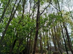 -火炉山森林公园