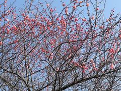 -杭州半山国家森林公园