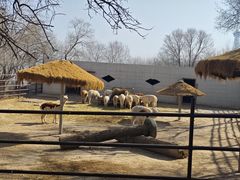 -青藏高原野生动物园