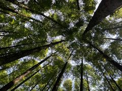 -山王坪喀斯特国家生态公园