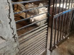 -山地居烤全羊·柴火鸡(大坪-半山公馆店)