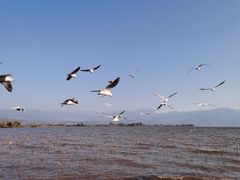 -西昌邛海湿地