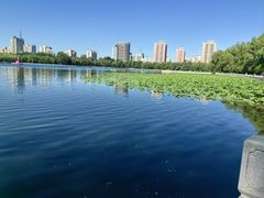 -莲花池公园