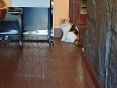 -猫岛主趣味餐厅(鼓浪屿店)
