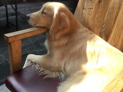 66-百好乐宠物友好餐厅(朝外大街店)