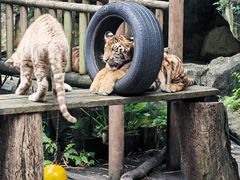 -广州长隆野生动物世界
