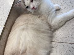 -飞行喵MR PILOT|猫舍·猫咖(静安大融城店)