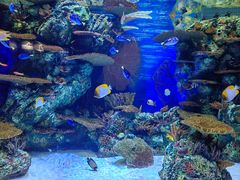 -上海海洋水族馆