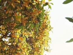 -杭州植物园