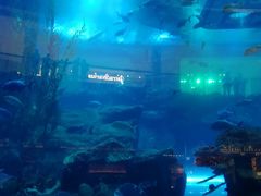 -迪拜水族馆及水下动物园