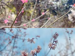 -杭州植物园
