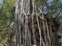 -中国科学院西双版纳热带植物园
