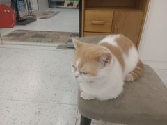 -喵园·猫主题咖啡厅·撸猫·猫咖(国贸店)