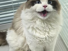 -纳吉亚猫专科动物诊疗中心(蒋宅口分院)