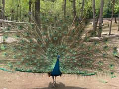 -哈尔滨北方森林动物园