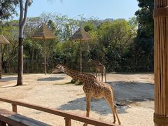 -深圳野生动物园