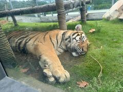 -西霞口神雕山野生动物世界