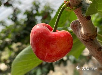 5块的蘑菇到158的樱桃都能摘