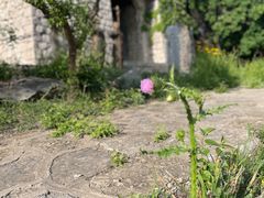 -原山国家森林公园