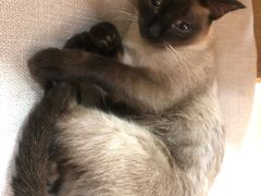 -猫和宫(六道口店)