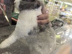 -宠物兔专门店(天丰利市场店)