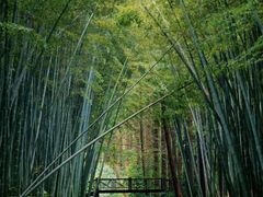 -同里国家湿地公园