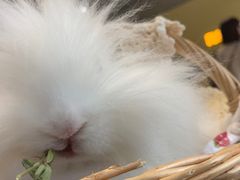 -RU DUCK柯尔鸭公社·撸鸭俱乐部·羊驼·小香猪